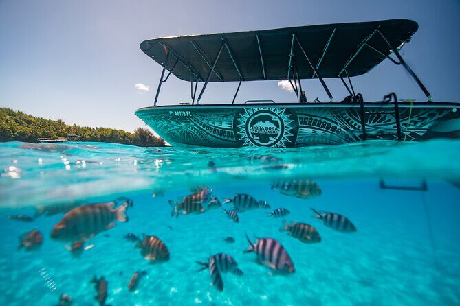 Full Day Eco Snorkeling & Traditional BBQ Lunch on a Motu - Snorkeling the Eco Route: Marine Life You’ll Want to Look For