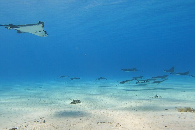 Full-day Lagoon Safari Tour with Lunch in Bora Bora - Shared tour - Getting on the boat: Matira meet-up and the morning flow