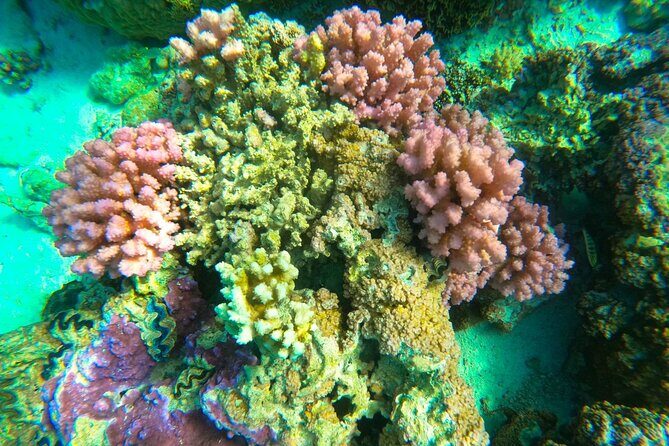 Full-day Lagoon Safari Tour with Lunch in Bora Bora - Shared tour - The motu lunch: food, island time, and small culture touches