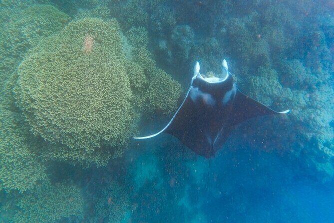 Half a day to discover Bora Bora with O-sea - Who this tour fits best (and who should reconsider)