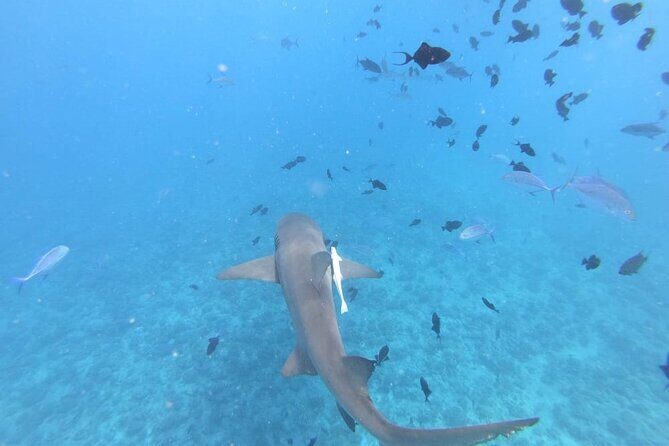 Half a day to discover Bora Bora with O-sea - Snorkeling with pastenague and leopard rays: how the experience stays respectful