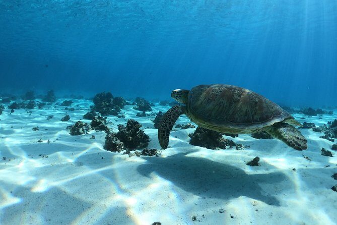 Half day Excursion, Drift Snorkeling Lagoon Adventure. 3H - Ha’apiti Reef: Turtles, Rays, Sharks, and Underwater Tikis