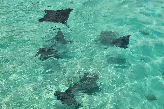 Half Day Private Boat Snorkeling Excursion Moorea - Tiahura turtles and stingrays plus the submerged tiki