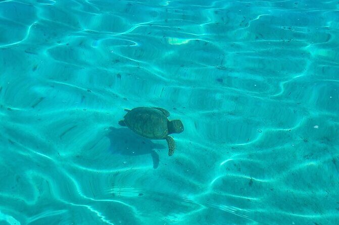 Half Day Private Boat Snorkeling Excursion Moorea - Motu Tiahura snorkeling with blacktip sharks and stingrays