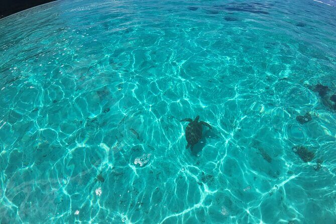 Half Day Private Boat Snorkeling Excursion Moorea - Price and value: $881.50 for up to 12 people