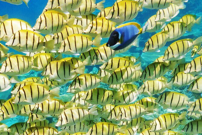 Half-Day Small-Group Cruise in Bora Bora with Snorkelling - Snacks on the Water: The Small Treat That Helps the Whole Morning