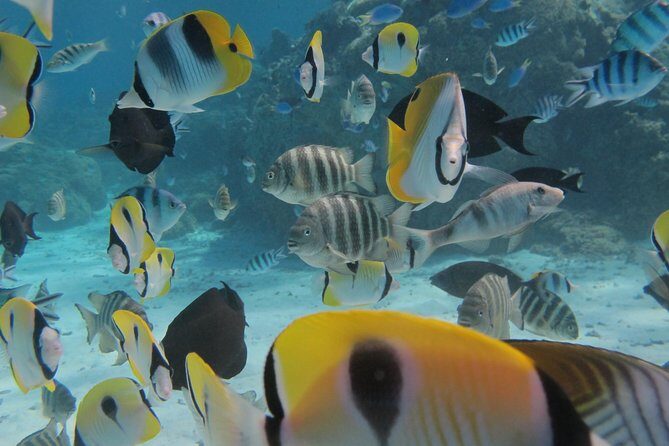 Half day Snorkeling Shared Boat Tour in Bora Bora - How the captain chooses the lagoon route (and why that matters)