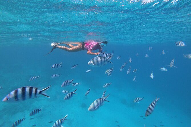 Half-Day Snorkeling Tour in Tahiti - The Faa’a Aquarium stop: wrecks, coral details, and big fish energy