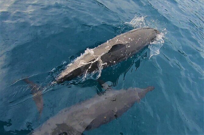 Half day whale watching - Without launch - Who this tour suits best