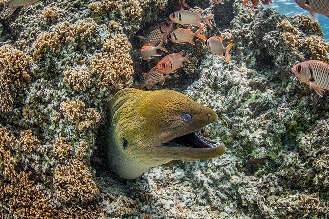Introductory Scuba Diving Experience in Bora Bora - Meet the Instructors: Nicolas, Olivier, and Tama