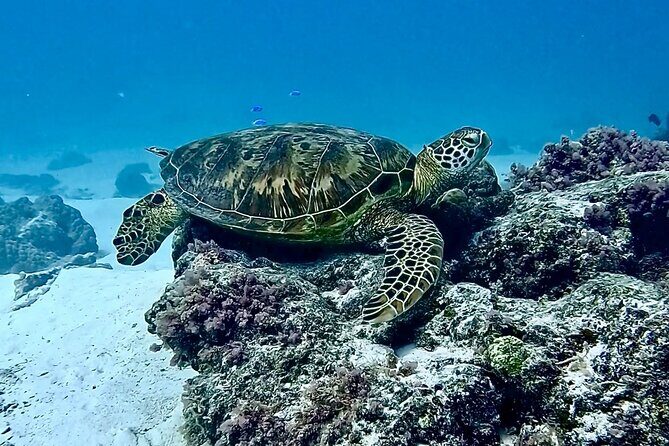 Lagoon and Marine Wildlife Tour in Moorea - The sandbar swim and snorkeling stop: your best chance for marine wildlife