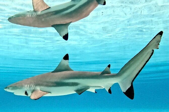 Lagoon and Marine Wildlife Tour in Moorea - What’s included for value: boat time, refreshments, and snorkeling gear
