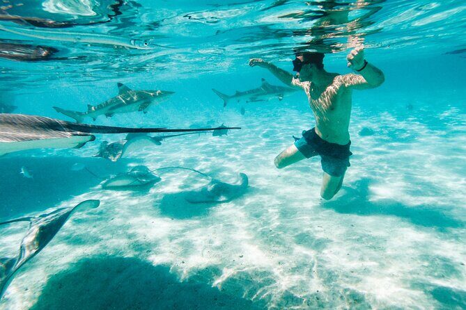Lagoon and Wildlife Discovery on a Private Boat in Moorea - The Wildlife Route: Sharks, Stingrays, Turtles, and Motu Coral Gardens