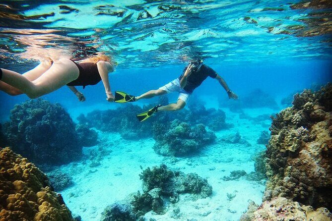 Lagoon Tour in Moorea in Small Group with Lunch - Stop 4: Sea Turtles (and Sometimes Leopard Rays) in the Lagoon