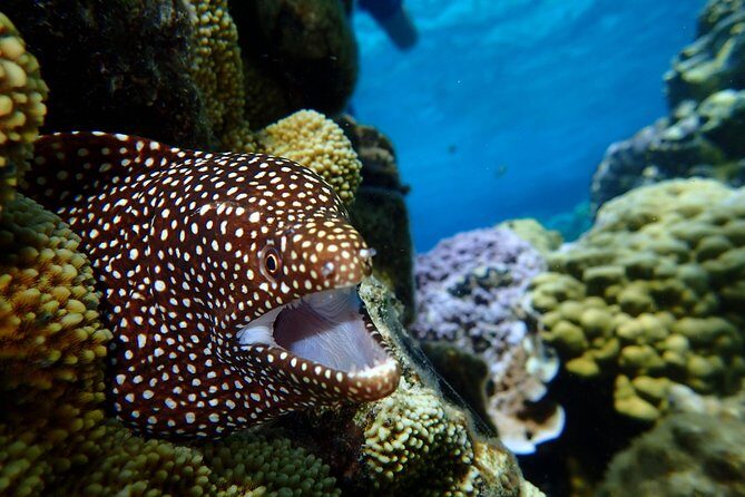 Luxury Full Day Snorkeling - Why Bora Bora lagoon snorkeling is worth doing this way