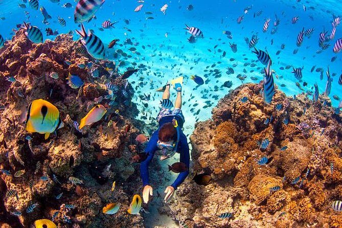 LUXURY PRIVATE Catamaran Bora Bora : Half-Day Trip - The Vitamin Sea Bora Bora Stop: Snorkel and Swim Time