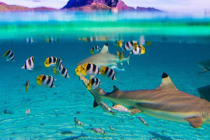 Luxury Private Sunset Cruise and Motu Dinner in Bora-Bora - The Motu Dinner: Torchlight, Under-Stars Dining, and a Small-Island Feel