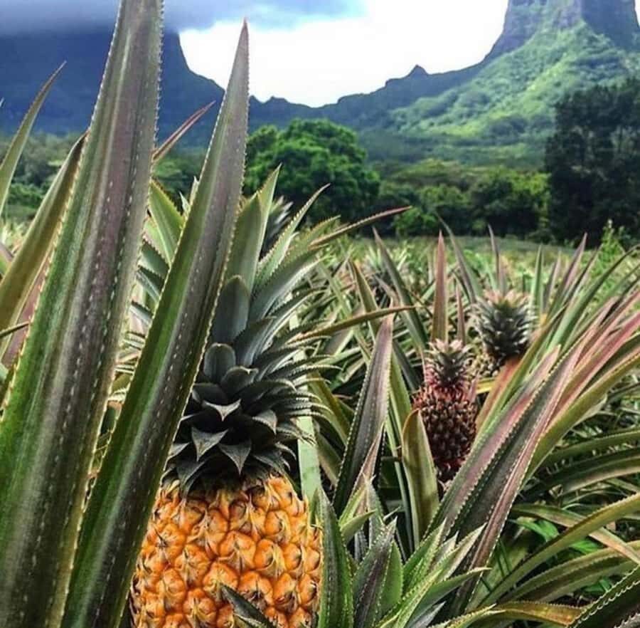 Moorea Cruise Ships 4x4, Belvedere Magic mount PRIVATE Tours - Getting from the cruise terminal to real Moorea in four hours