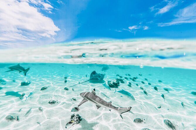 Moorea: Private 4-Hour High-End Boat Excursion - Haapiti Passes and the Reef Walk on Moorea’s South Coast