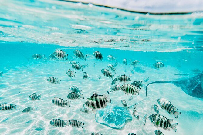 Moorea: Private 4-Hour High-End Boat Excursion - Price and Value: $1,044.59 Per Group (Up to 6)