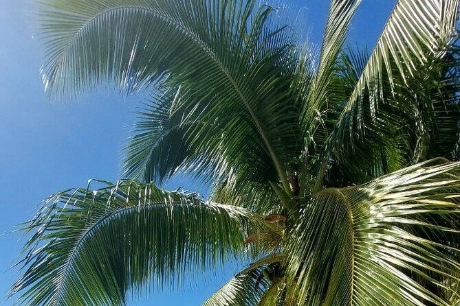 Moorea Private Full Day Tour - Toatea Lookout: the quick view that helps you understand the island