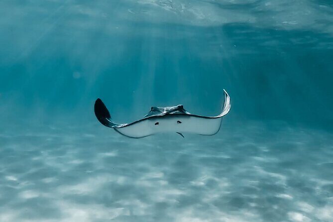 Moorea: Private Snorkeling Tour with Certify Guide - Why This Private Moorea Snorkeling Day Works Better Than Big Groups