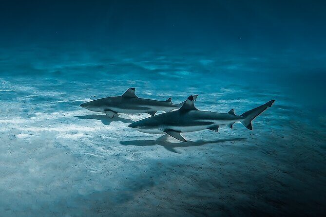 Moorea: Private Snorkeling Tour with Certify Guide - Who Should Book This (and Who Might Not Love It)