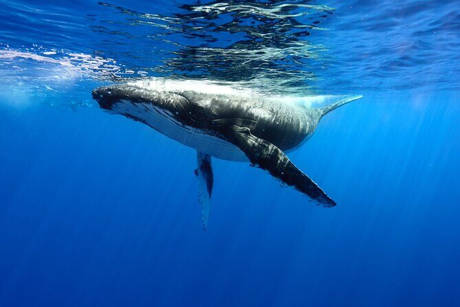 Private boat tour to swim with whales and sharks - Key highlights to know before you go