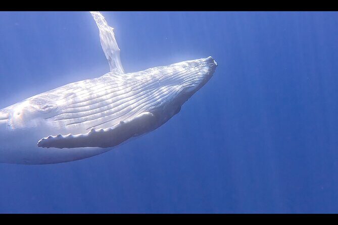Private boat tour to swim with whales and sharks - Your team at sea: captain Stephane and guide Louis