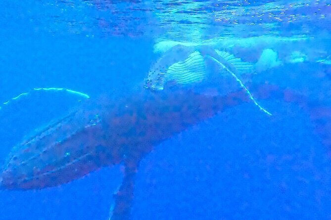Private boat tour to swim with whales and sharks - Swimming with whales: what safety really means on this tour