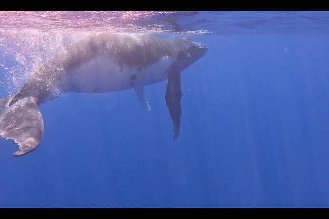 Private boat tour to swim with whales and sharks - The sharks component: keep expectations flexible, stay curious
