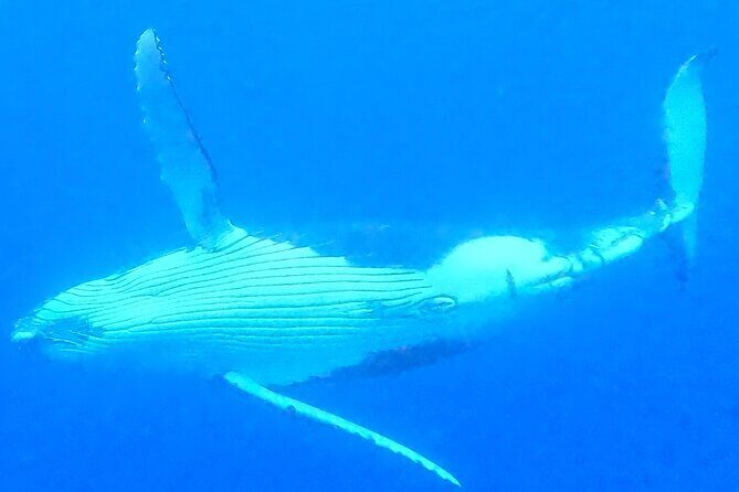 Private boat tour to swim with whales and sharks - Price and value: $959.57 per group for up to 4 people