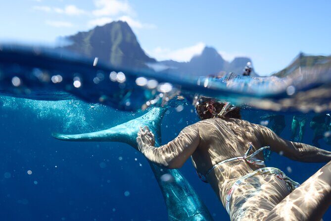 Private boat tour to swim with whales and sharks - What you do during the 4 hours: search, observe, and only swim when it’s right
