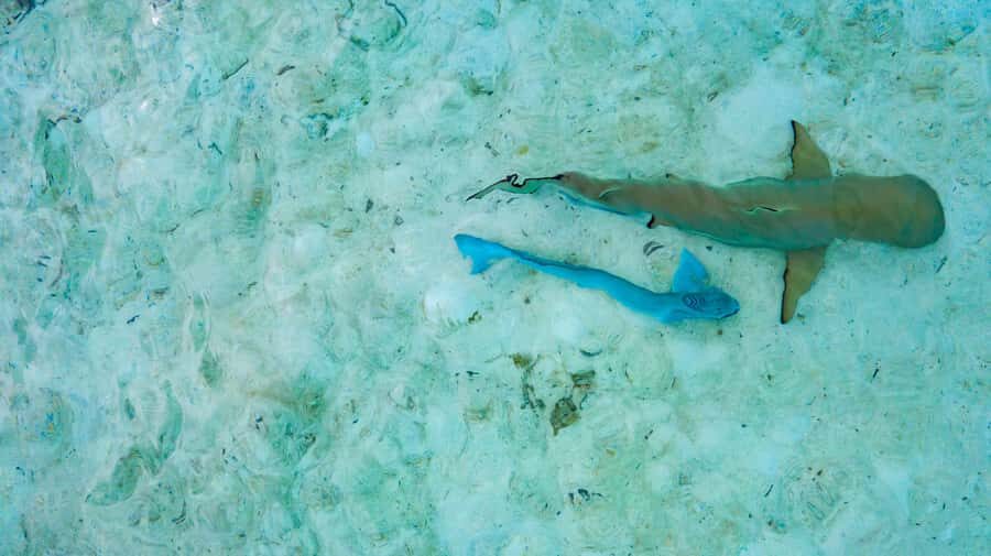 Private Bora Bora Lagoon Snorkel Cruise with BBQ Picnic - Entering Bora Bora Lagoon by private speedboat (and why it matters)