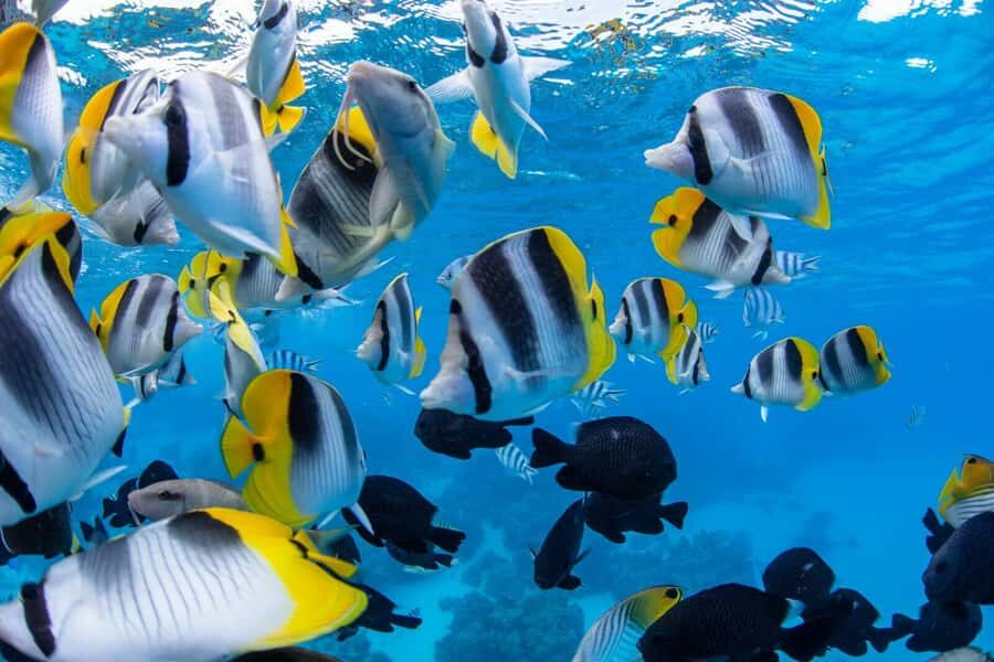 Private Bora Bora Lagoon Snorkel Cruise with BBQ Picnic - Who this cruise suits best (and who should skip it)