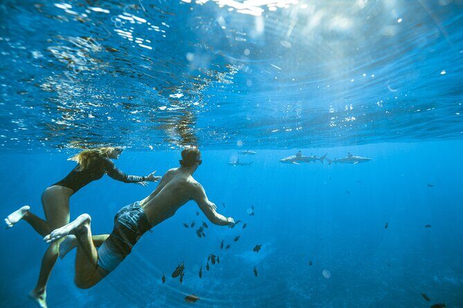 Private Discovery of the Marine Fauna of Moorea - Private Boat Day Around Moorea: What Up To 6 Really Gives You