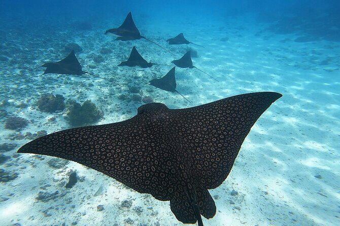 Private Discovery of the Marine Fauna of Moorea - Outer Reef Drop-Off: Swimming Open Water with Blacktip Sharks
