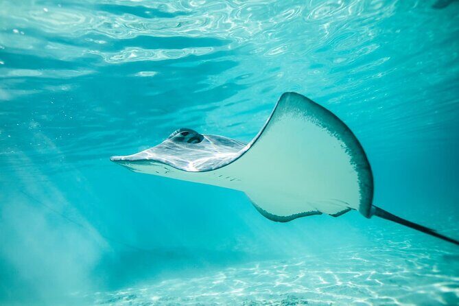 Private Discovery of the Marine Fauna of Moorea - Coco Beach Meet-Up and Getting Ready for the Water