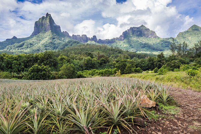 Private excursion to Moorea, photo tour & immersive discovery - Stop by stop: what you’ll actually do and shoot