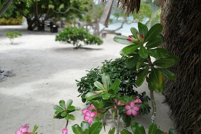 PRIVATE FULL DAY LAGOON TOUR - Bora Bora Cultural Lagoon Tour - Black-tip sharks: what you should know before your first sighting
