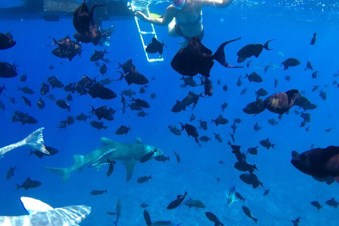PRIVATE HALF DAY LAGOON TOUR - Bora Bora Cultural Lagoon Tour - Black-Tip and Lemon Sharks: The Main Wildlife Moment