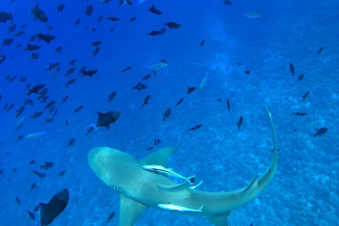 PRIVATE HALF DAY LAGOON TOUR - Bora Bora Cultural Lagoon Tour - Guide Choice Makes a Difference: Norii’s Captain-Guide Style