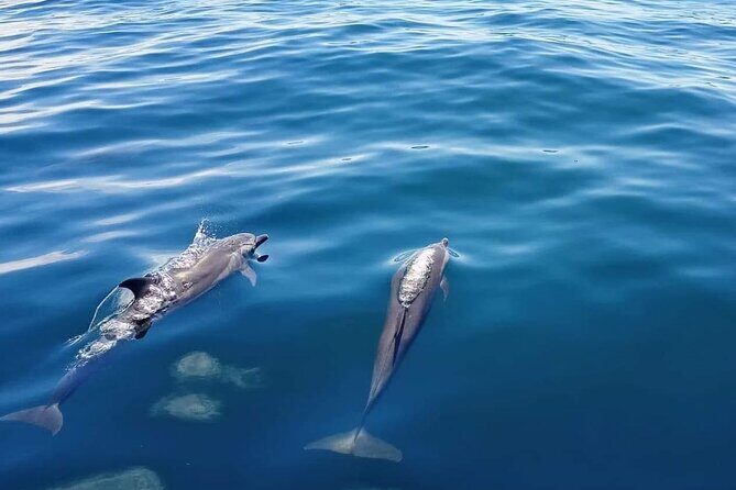 Private Half Day Sailing Excursion on the Lagoon of Tahiti - Stop 1 in Punaauia: snorkel the wreck sites