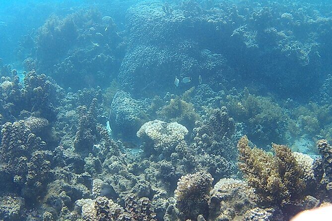 Private Half Day Sailing Excursion on the Lagoon of Tahiti - Stop 2 shallow-water relaxation: punch, juices, and seasonal fruit salad