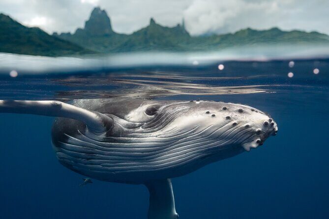 Private Half Day Whale Watching Tour - Private Whale Watching in Moorea: What This 6-Person Trip Really Delivers