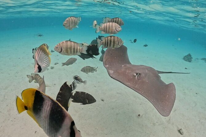 Private Lagoon Exploration and Snorkeling in Moorea - Private Group Comfort (Up to 6) Makes a Difference