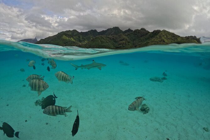 Private Lagoon Exploration and Snorkeling in Moorea - Stingrays and Blacktip Sharks: The Closest Encounters Part