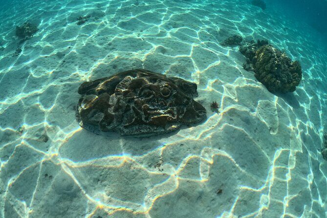 Private Lagoon Exploration and Snorkeling in Moorea - Turtle and Reef-Fish Watching: Why It’s Not Just About Big Animals