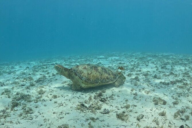 Private Lagoon Exploration and Snorkeling in Moorea - Spinner Dolphins and the Reef Edge: A Chance, Not a Promise