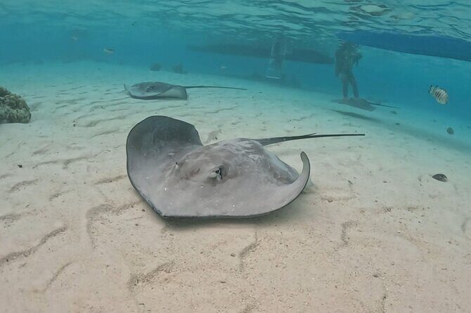 Private Lagoon Exploration and Snorkeling in Moorea - What You Actually Get: 4 Hours, Not a Half-Day Mystery